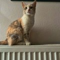 Dok Beograd i Niš podižu cene grejanja, Leskovac ostaje na prošlogodišnjim