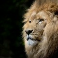 Lav ubio čuvara koji ga je hranio deset godina