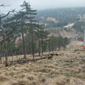Pošumljavanje popularne turističke destinacije: Na Divčibarama će biti posađeno novih 10.000 stabala crnog bora