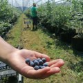 Obezbeđeni preduslovi za plasman borovnice iz Srbije na kinesko tržište
