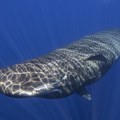 Tokio sazvao vanrednu sednicu Japan stavlja kitove na meni