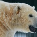 Beli medved može postati simbol ruske diplomatije