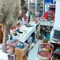 Zver ušetala u prodavnicu, pa se "bacila" na slatkiše! Ljudi ostali u šoku dok nisu videli o kome se radi: "Drugar" ga…