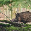 Затворен парк природе у Каталонији због избијања афричке свињске куге