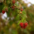 Loša godina za proizvodnju maline u Srbiji