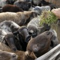 Dobre vesti za jedne, loše za druge: Objavljene nove cene stoke, evo gde je došlo do pojeftinjenja, a gde je cena skočila