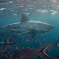 Vole džez i dobre su u matematici: Devet neobičnih stvari koje niste znali o ajkulama