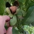 Da li se isplati uzgoj oraha u Srbiji? Evo koliko se ulaže i kada vam se sve vraća
