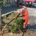 JKP „Mediana“ danas posebnu pažnju posvećuje zelenim površinama širom Niša
