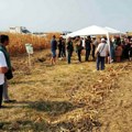 Dan polja kukuruza: PSSS Jagodina organizovala obilazak ogledne parcele