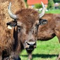 Oluja porušila i ograde uzgajališta i lovišta na Fruškoj gori, bizoni i jeleni pobegli