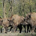 Đuka i bizonke pokušali da pobegnu iz odgajališta na Fruškoj gori