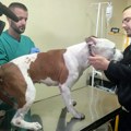 Inđija: Akcija besplatne vakcinacije i čipovanja pasa i mačaka