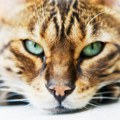 Kako da prepoznate da li vaša mačka zaista uživa: Naučite jezik mačaka