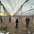 Evo da li vremenske oscilacije utiču na zimsku rezidbu voća u zapadnoj Srbiji