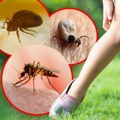 Insekti stižu, čeka li nas: Najezda?! Krpelji su već uočeni u Beogradu, a šta će biti sa komarcima: Sve zavisi od ova dva…