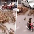Šok snimak Majmuni okupirali grad, kradu hranu, napadaju ljude, a policija ih tera praćkama