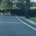 Krdo crnih krava atrakcija na magistrali preko Zlatibora: Ne plaše se vozila ni sirena, pa usporite