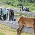 "Srna je iskočila pred auto, vozač je mahao...": Otkriveni svi detalji stravične nesreće na auto-putu