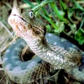 Ruka joj je natekla, pa je izgubila svest - kada se probudila imala jezive bolove: Detalji smrti žene posle ujeda poskoka, ovo…