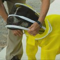 Kuca Mejpl, penzionisani policijski pas, u važnoj misiji: Spasava pčelinja legla od bolesti (FOTO)