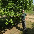 Zašto su plantaže lešnika u Srbiji dobra investicija