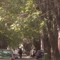 Pojedina stabala u ulici Lukijana Mušickog oštećena, biće uklonjena tri koprivića