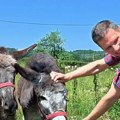 "Volim sarmu i musaku, a kupus obožavam" Švajcarac se doselio u selo kod Valjeva, čuva magarce, guske i kokoške. "U…