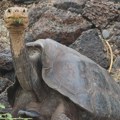 "Vanzemaljske kornjače" vratile su se na Galapagos, gde su izumrle još u 19. veku
