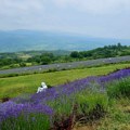 “Najljubičanstveniji” mesec sa umetnicima. Jedinstvena postavka u poljima lavande okupila posetioce iz čitave Srbije