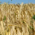 Slab prinos, niska otkupna cena pšenice