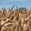 Poljoprivrednici: Zasejano manje pšenice, seme sa tavana, a zemljište nedovoljno nađubreno