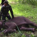 Šri Lanka: Kako vilične bombe namenjene divljim veprovima ubijaju slonove