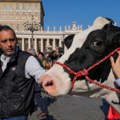 Italijanski stočari za svakoga imaju poklon - papa Franja dobio kravu, a vlada još jedan protest