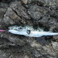 Najotrovnija riba na svetu uhvaćena na Jadranu: Zubima drobi i metal, ne smete je dodirivati