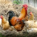 Leti perje na sve strane: Banda od 100 divljih kokošaka teroriše selo u Engleskoj