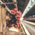 Petrinja Chicken Company: Nismo opasnost za europsko tržište