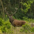 Bambi na jugu Srbije – niško lovište postalo bogatije za 15 jelena