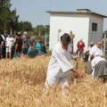 Miholjske susrete na desnoj obali Tise obeležilo nadmetanje žetelaca