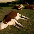 Krave gube i do 50kg, a pilići umiru od vrućine! Suša i paklene temperature uzele danak na farmama širom Vojvodine
