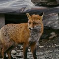 (Video) Lisica novi stanovnik Šida Noću dežura, danju se vraća u šumu