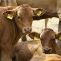 Veterinari u neverici: Krava otelila petorke, svi su živi i bez komplikacija