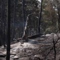 Požar u Deliblatskoj peščari stavljen pod kontrolu, dežurne ekipe ostaju na terenu