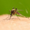 Batut: Registrovana prva dva slučaja groznice Zapadnog Nila u Srbiji