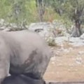 Haos na safariju Slon se umešao u tuču lava i nosoroga, pa izvukao deblji kraj (video)