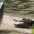Aligator 6 meseci bio zaglavljen u cevi: Meštani primetili kako čeljust viri iz rešetke stručnjaci nisu videli ništa…