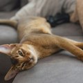 Mačke koje važe za najinteligentnije kućne ljubimce