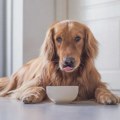 Da li znate koliko vaš pas treba da jede - veterinari upozoravaju na jednu lošu naviku