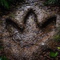 Nova metoda uz pomoć veštačke inteligencije pomaže u identifikovanju stopala dinosaurusa