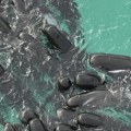 Uginulo 50 kitova nasukanih na obalu Australije, volonteri u akciji spasavanja